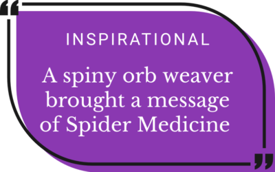 Message from a Spiny Orb Weaver Spider