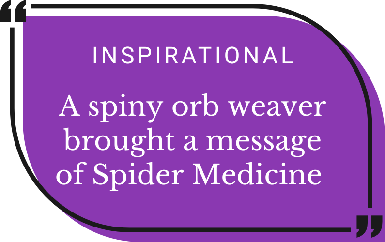 Message from a Spiny Orb Weaver Spider