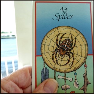 Spider Medicine Card