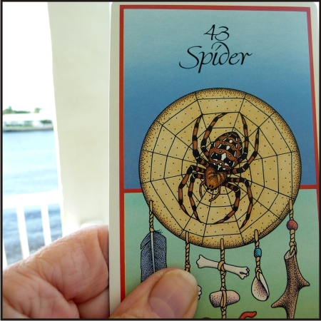 spider medicine card