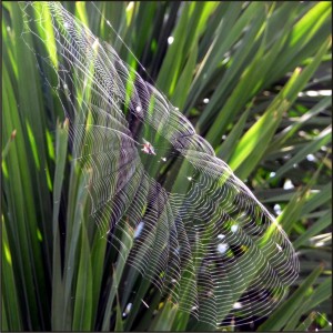 spiny orb weaver spider web